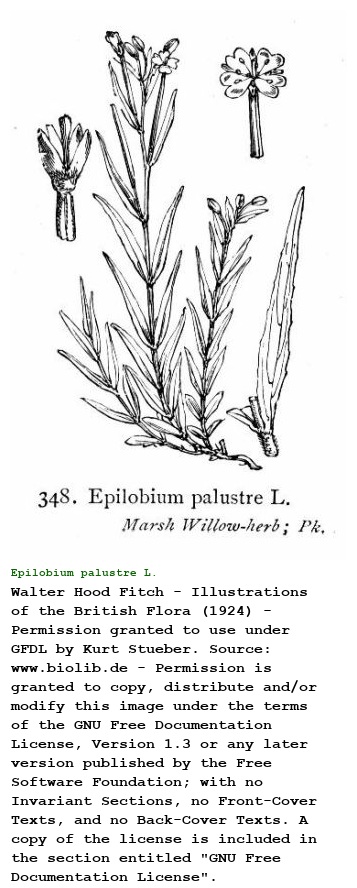 Epilobium palustre L.